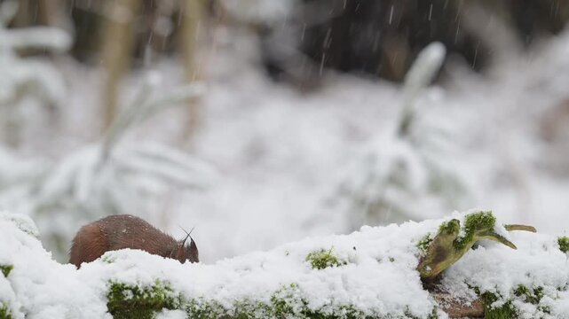 A red squirrel searches for food in the snowfall on a dead tree trunk,  european red squirrel, winter, north rhine westphalia, (sciurus vulgaris), germany