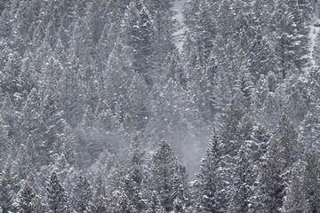 Snow covered spruce trees  Grand Teton NP  Wyoming © Tom