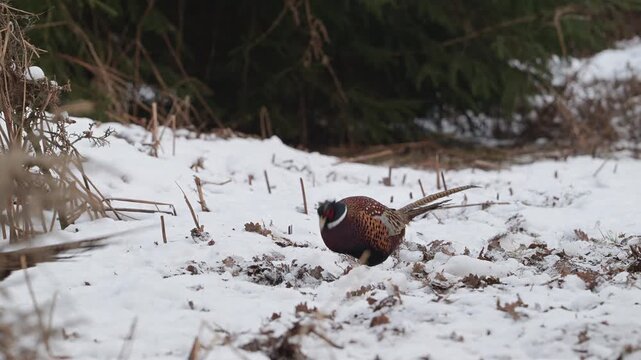 Two pheasant cocks are searching for food in the snow at the edge of the forest, together with a blackbird, north rhine westphalia, winter, (phasianus colchicus), germany