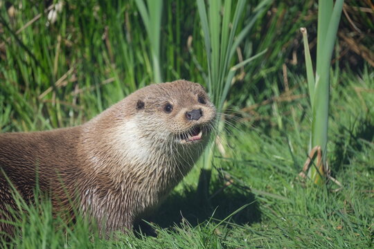 Fischotter am Ufer