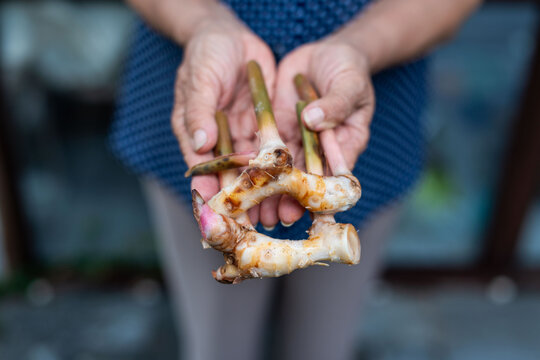 Hands holding fresh galangal root