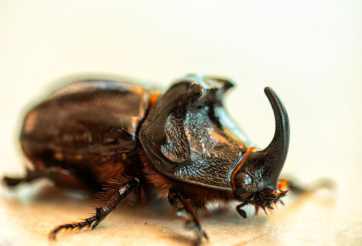Escarabajo H&eacute;rcules similar a un triceratops.