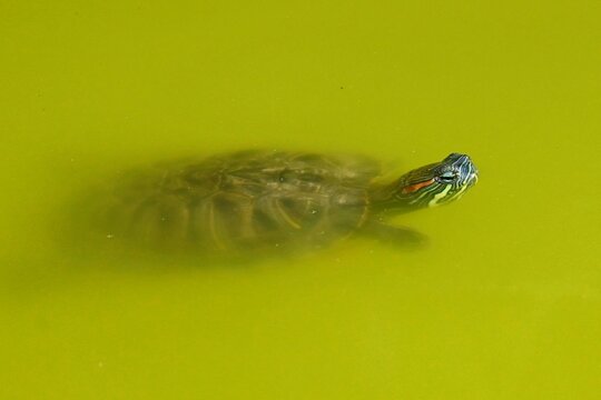 Red-cheeked pond turtle , Trachemys scripta elegans , in water