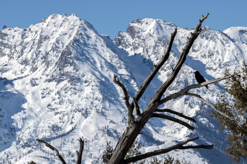 Raven (Corvus corax)  Grand Teton NP  Wyoming © Tom