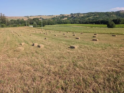 Campo agricolo con numerose balle di fieno rettangolari, circondato da colline verdi sotto cielo limpido. Atmosfera rurale, estiva e luminosa
