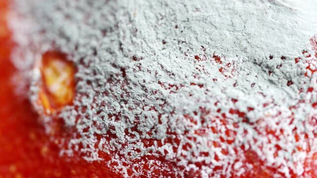 Mold on orange from different angles and close details