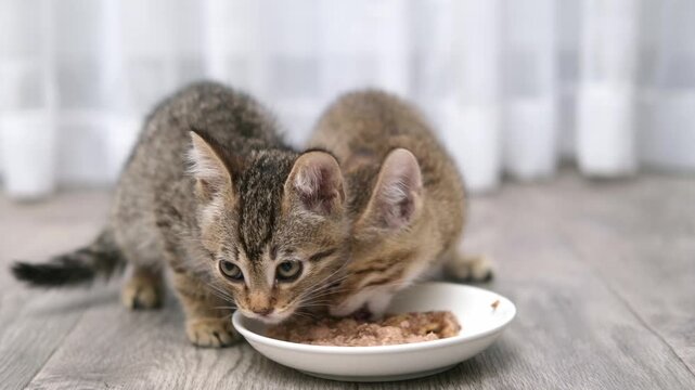 Two cute little brown tabby kittens eating from a bowl on a light background