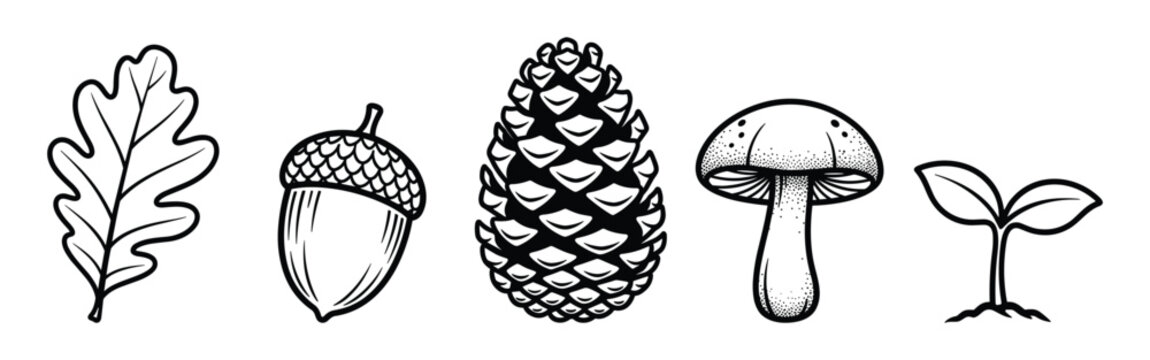 Collection of forest elements including oak leaf acorn pine cone mushroom and small sprout.