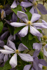 Soft pale‑lilac clematis flower captured in close‑up, highlighting delicate petals and natural elegance. © Greta