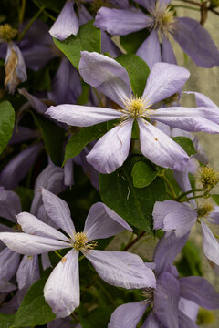 Soft pale‑lilac clematis flower captured in close‑up, highlighting delicate petals and natural elegance.