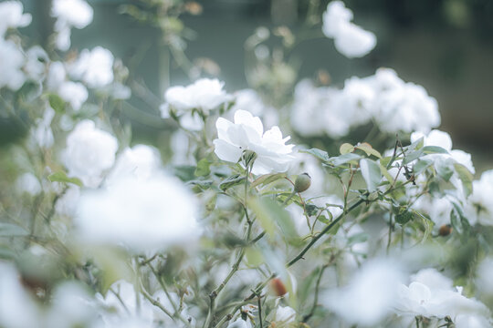 Medium view image of a bunch of white Iceberg floribunda roses in a garden under a cloudy sky with defused sunlight.