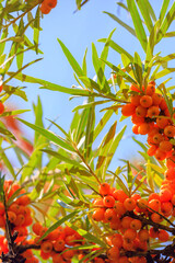 Fototapeta premium Bright orange berries grow on green branches under a clear blue sky during the day in a natural setting