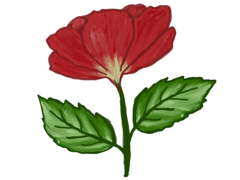 Vibrant single red blossom isolated on a plain white background.