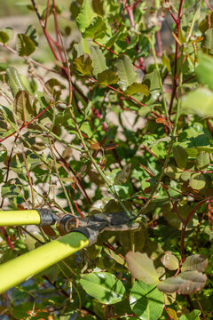 Vertical close up of garden shears cutting shrub branch