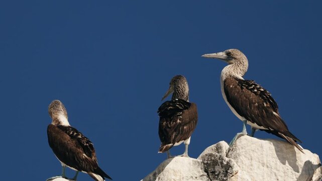 Blue-footed boobies resting on rocky coastal stones beneath an open sky, gathered together in a peaceful wildlife scene that highlights their unique appearance and natural seabird habitat.