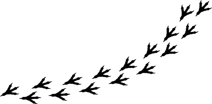 Black Bird Footprint Silhouette Trail Vector Asset for Farm Themes, Wildlife Tracking Education, Animal Footsteps Patterns, Graphic Templates, and Decorative Background Designs