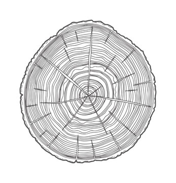 Cross section of a tree trunk showing growth rings and bark texture wood