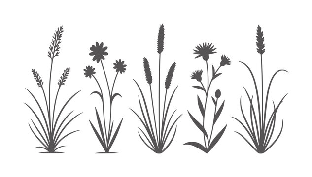 Dark grey silhouettes of wild grasses and flowers white plant nature