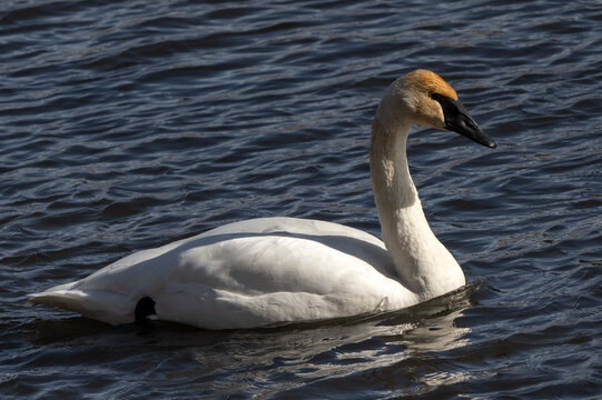 Trumpeter swans (Cygnus buccinator); National Elk Refuge; Wyoming
