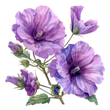 Lavatera Flower, charming vector painting in watercolor with whimsical textures, isolated on a white background.