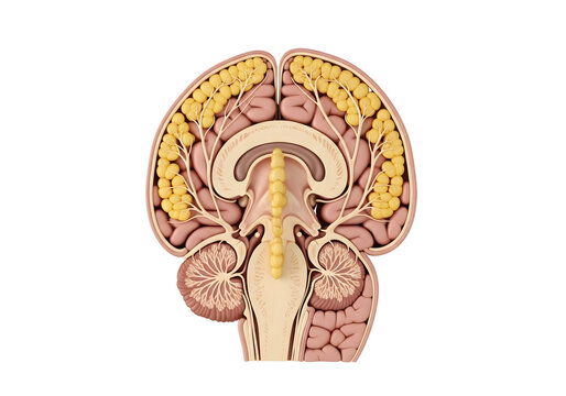 Detailed Anatomical Illustration of Human Brain Coronal Section Showing Cerebral Hemispheres and Midbrain