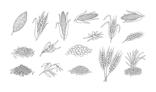 Hand drawn assortment of grains and corn white wheat barley oats