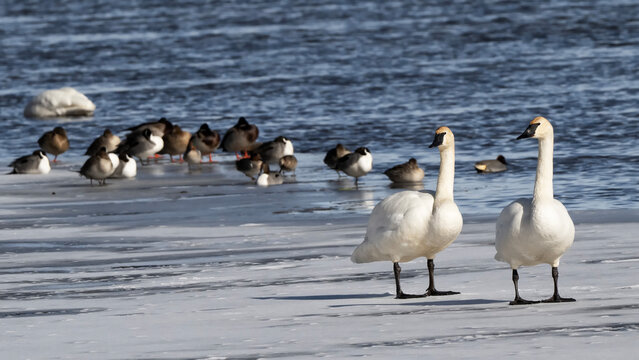 Trumpeter swans (Cygnus buccinator); National Elk Refuge; Wyoming