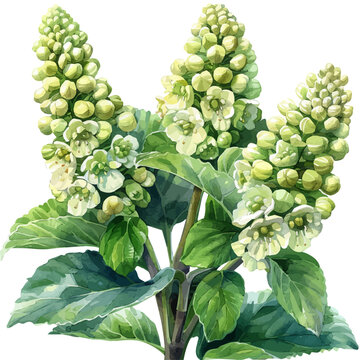 Gunnera Flower, graceful vector watercolor painting with soft flowing strokes and subtle highlights, isolated on a white background.