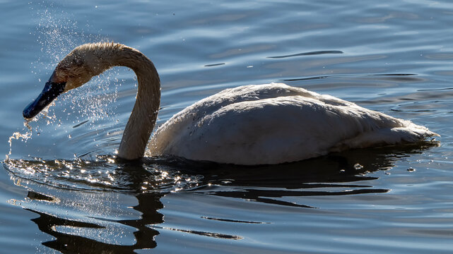 Trumpeter swans (Cygnus buccinator); National Elk Refuge; Wyoming
