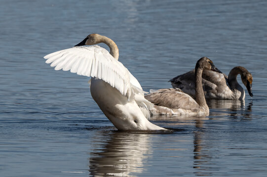 Trumpeter swans (Cygnus buccinator); National Elk Refuge; Wyoming