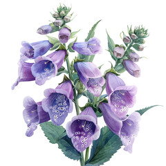 Foxglove Flower, charming vector painting in watercolor with whimsical textures, isolated on a white background. © nuvex
