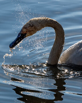 Trumpeter swans (Cygnus buccinator); National Elk Refuge; Wyoming