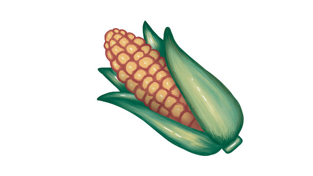 PNG transparent image of hand-painted style corn