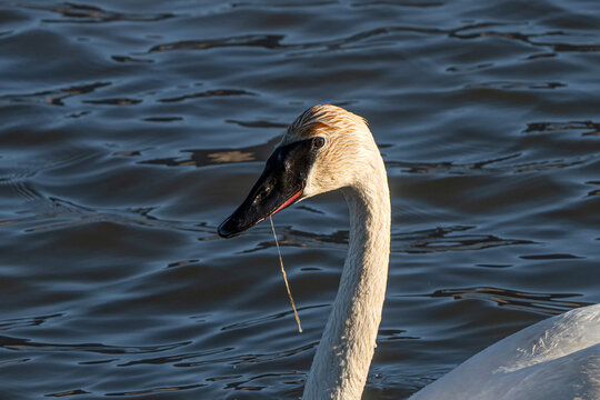 Trumpeter swans (Cygnus buccinator); National Elk Refuge; Wyoming