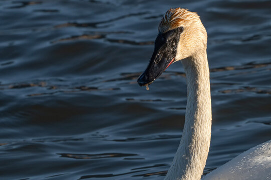 Trumpeter swans (Cygnus buccinator); National Elk Refuge; Wyoming