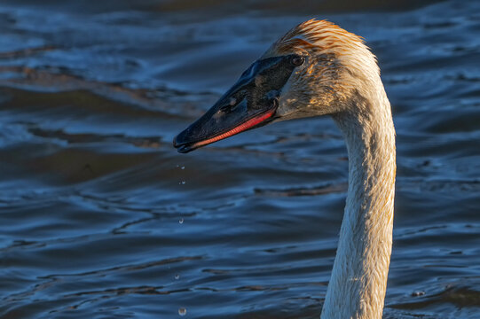 Trumpeter swans (Cygnus buccinator); National Elk Refuge; Wyoming