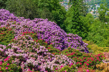 Naklejka premium Colorful flowers bloom on a hillside in a park with distant views of a town below during daytime in spring