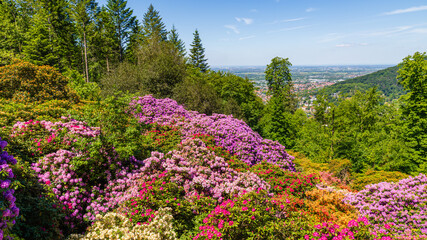 Fototapeta premium Vibrant rhododendron and azalea blooms in a lush garden with a scenic view of the landscape