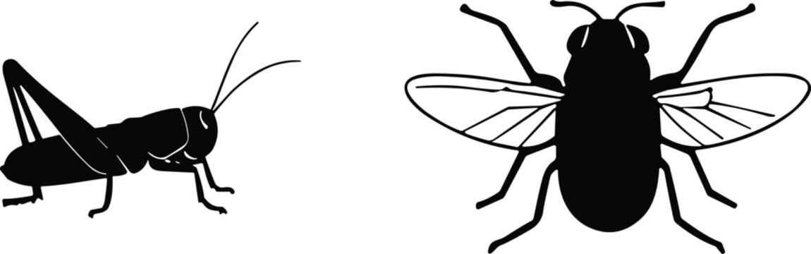Vector silhouettes of grasshopper and housefly icons isolated on white background for garden insect and pest control design