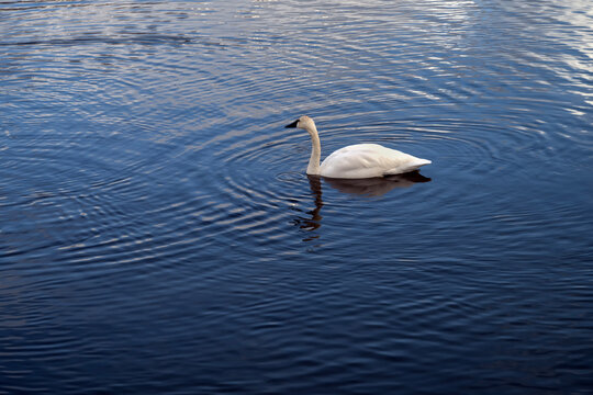 Trumpeter swans (Cygnus buccinator); National Elk Refuge; Wyoming