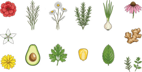 Collection of Hand-Drawn Herbs, Flowers, and Natural Ingredients for Culinary and Botanical Illustration Projects © MstMunmun