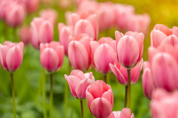 Obraz premium Close-up of delicate pink tulips blooming in a spring garden with soft natural light and shallow depth of field. Fresh green foliage and creamy blurred background create a peaceful seasonal scene.