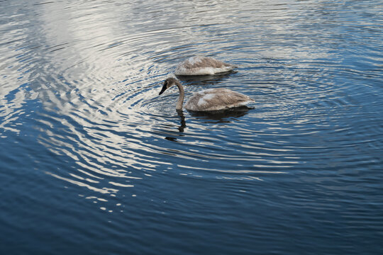 Trumpeter swans (Cygnus buccinator); National Elk Refuge; Wyoming