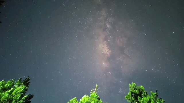 Vast Milky Way Galaxy illuminated against a clear night sky, with the silhouettes of trees framing the lower edge of the cosmic spectacle