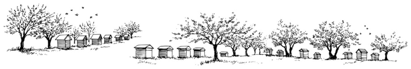 Beehives standing in a sunny orchard field with fruit trees and honey bees in hand drawn sketch style © Celestynka