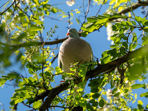 Common Wood Pigeon with funny expression looking down from branch, V&iacute;tkov park, Prague, Czech Republic