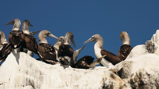 Blue-footed boobies resting on rocky coastal stones beneath an open sky, gathered together in a peaceful wildlife scene that highlights their unique appearance and natural seabird habitat.