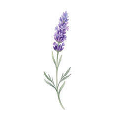 Obraz premium Single lavender flower stem watercolor isolated