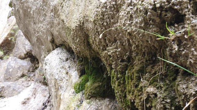 Close-up of water running down a moss-covered stone wall with green plants and droplets, creating a natural, fresh and tranquil texture background