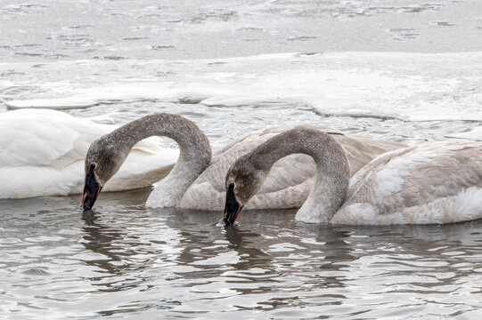 Trumpeter swans (Cygnus buccinator); National Elk Refuge; Wyoming